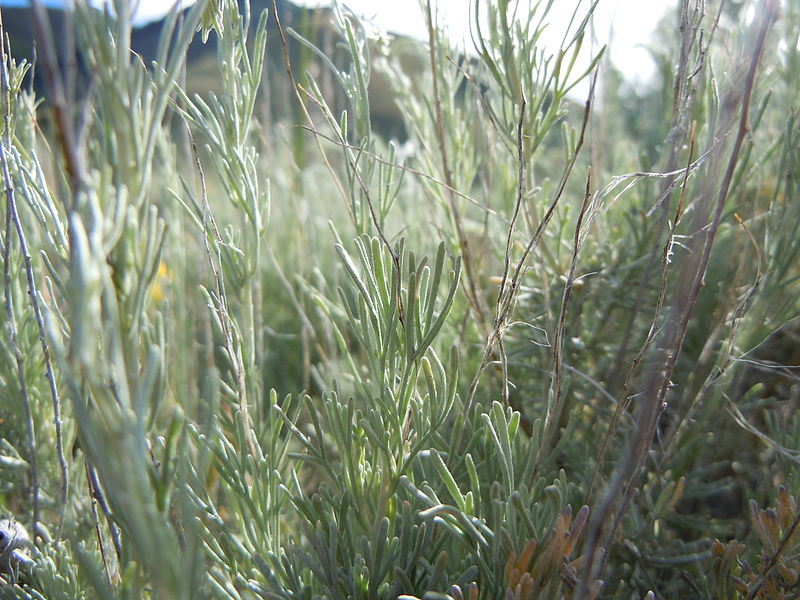 File:Artemisia tripartita (5445454367).jpg