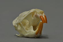 Skull of a European water vole. Arvicola terrestris 04 MWNH 885.jpg