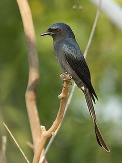 Ashy drongo Species of bird