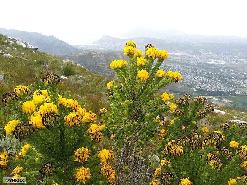 File:Aspalathus capitata Vynbos 2.jpg