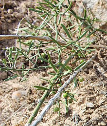 Asparagus sp Heidelberg - 1 - Copy.jpg