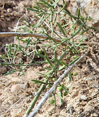 <i>Asparagus striatus</i> Species of shrub