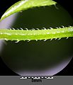 Stem of inflorescence with barbed hooks