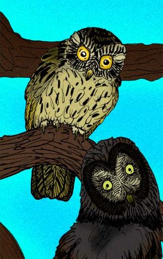 <span class="mw-page-title-main">Asphalt miniature owl</span> Extinct species of owl