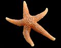 Thumbnail for Starfish regeneration