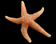 Une étoile de mer (Asterias rubens).