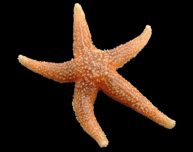 Sea of Stars - Wikipedia