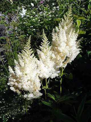 <i>Astilbe</i> Arendsii Group Flowering plant cultivar group