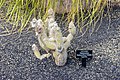 * Nomination Cleistocactus hyalacanthus at Jardin de Cactus 2022. By User:Mike Peel --XRay 07:50, 8 January 2024 (UTC) * Promotion  Support Good quality. --Johann Jaritz 08:09, 8 January 2024 (UTC)