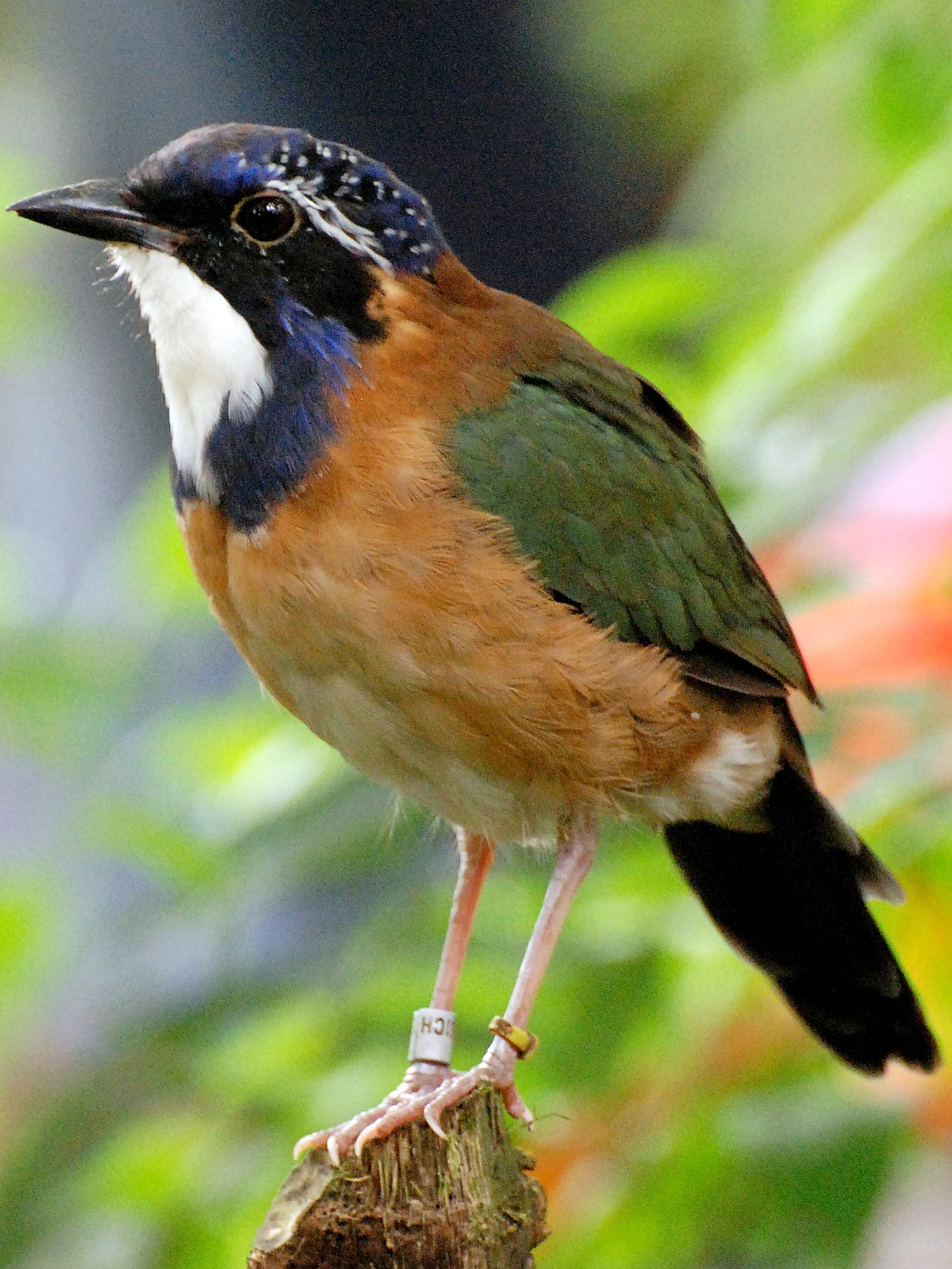 File Atelornis Pittoides Zurich Zoologischer Garten 8a 2 Jpg