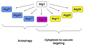 Interaksi mitra Atg1: Atg17, 29, 31 di autophagy, Atg11, 20, 24 di sitoplasma ke vakuola menargetkan, Atg13 di kedua jalur