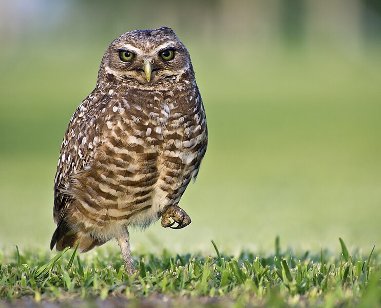 File:Athene cunicularia 20110503 04.jpg