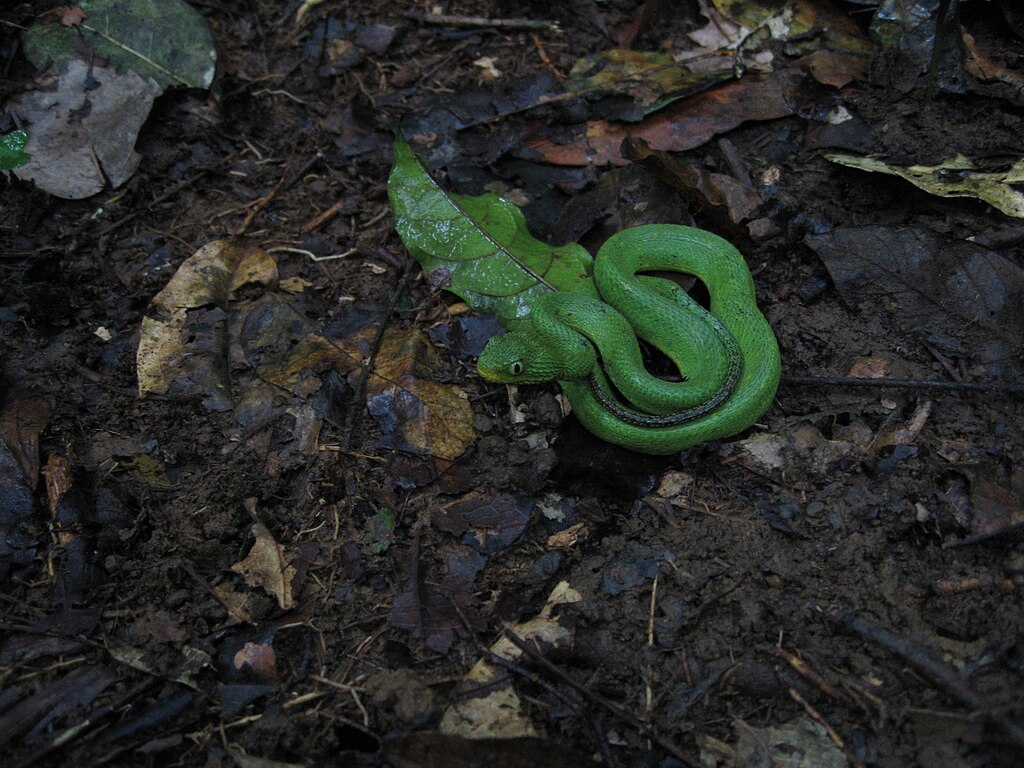 File:Atheris chlorechis 13136220.jpg - Wikimedia Commons