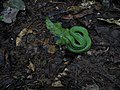 Atheris chlorechis  The Reptile Database