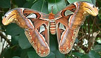 Taurenis Attacus atlas