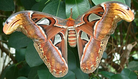 Attacus (geslacht)