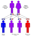 Схема ауторецесивног наслеђивања у Блумовом синдрому