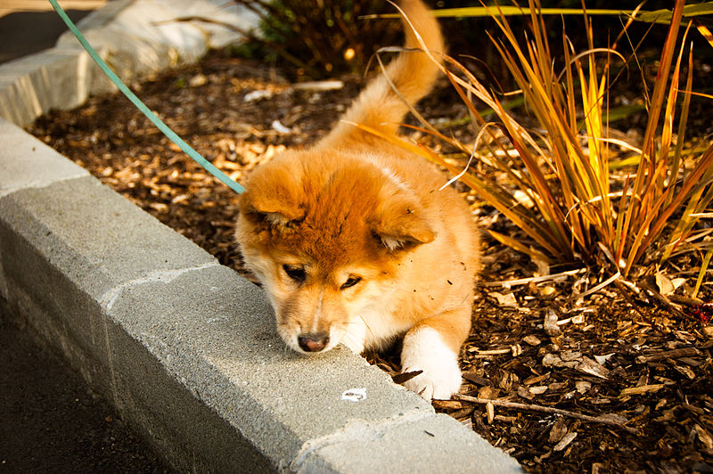 File:Baby Dingo out for a Walk.jpg