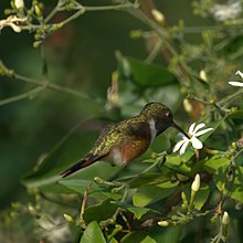 Bahama Woodstar (Calliphlox evelynae) .jpg