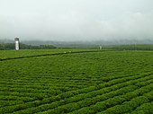 Baisha Natural Tea Garden Town