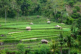 Bali, Rice fields in the forest, East Bali, Indonesia.jpg