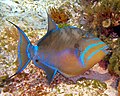 Balistes vetula (queen triggerfish) (San Salvador Island, Bahamas) 4 (16151145845).jpg