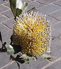 Miniatura para Banksia ornata