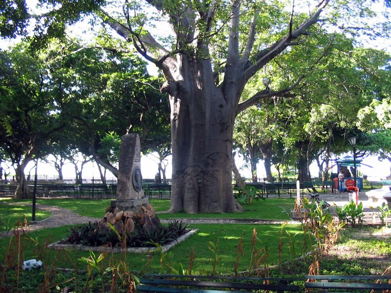 File:Baoba no Passeio Publico em Fortaleza.jpg