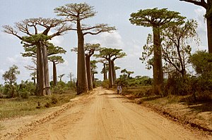 L'avenue des baobabs près de Morandava