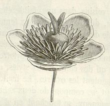 Barbeuia madagascariensis flower - Baillon.jpg