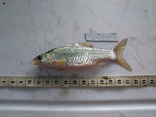 <span class="mw-page-title-main">Straightfin barb</span> Species of fish