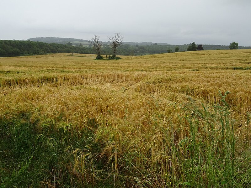 File:Barley field near Much Wenlock - geograph.org.uk - 6210940.jpg