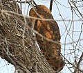 Barn Owl Pyramid Lake 3.jpg