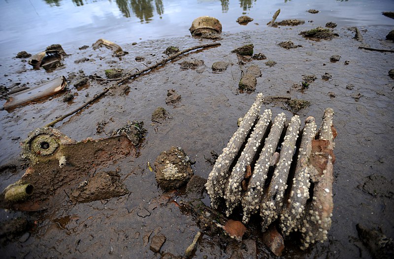 File:Barnacle-covered Radiator (3853583056).jpg