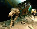 バシロサウルス・ケトイデス Basilosaurus cetoides の全身骨格標本（米国・ワシントンD.C.国立自然史博物館)