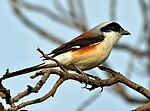 Bay-backed Shrike (Lanius vittatus) in Hyderabad W IMG 7081.jpg