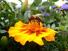 Honey bee collecting pollen Bee gathering pollen, Montreux.jpg