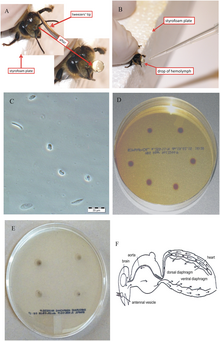 Collection of hemolymph from a worker honeybee. Bee hemolymph collection.png