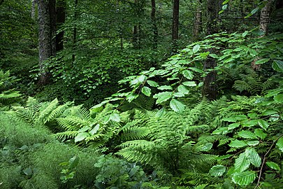 Beech and ferns in Gullmarsskogen