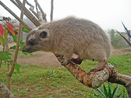 Dendrohyrax_dorsalis