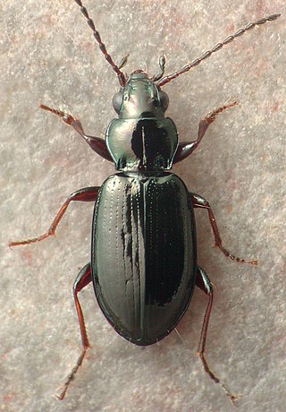 <i>Bembidion grapii</i> Species of beetle