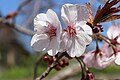 P114 弁殿 Bendono 花の写真