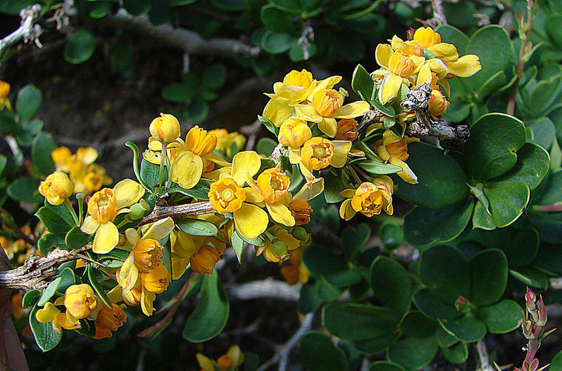 File:Berberis montana of the Berberidaceae (8406231869).jpg