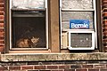 Bernie Cat (49653989846).jpg