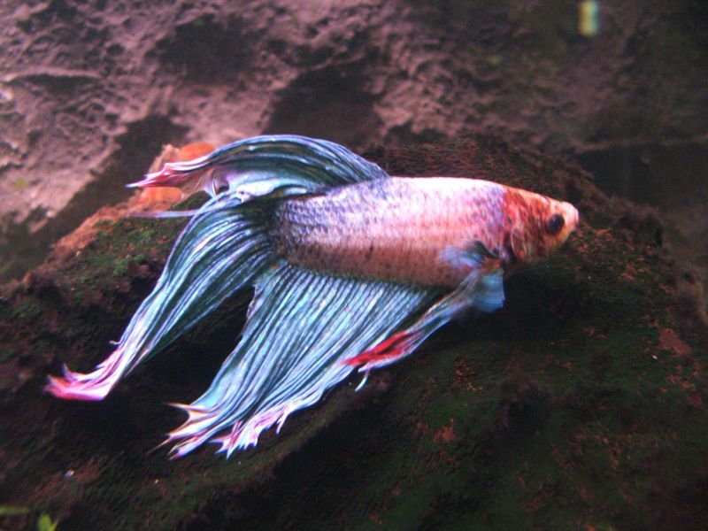 File:Betta splendens 3 (Piotr Kuczynski).jpg