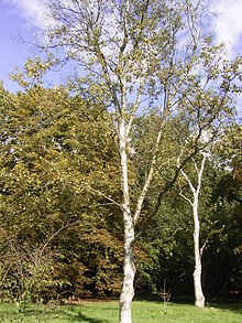 Betula platyphylla 01.10.2005 14.55.52.JPG