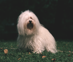 Havanese