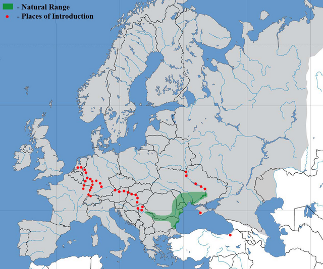 Розповсюдження бичка-головані