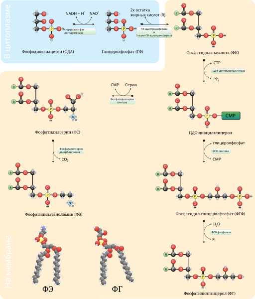 File:Biosynthesis of phosphatidylglycerol, phosphatidylserine, and phosphatidylethanolamine-ru.svg