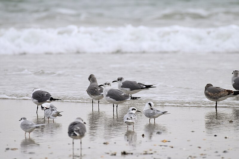 File:Birding Mason inlet NC 11.17DSC 1181.jpg